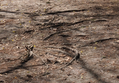 [Dirt with irregular, partially exposed roots.]